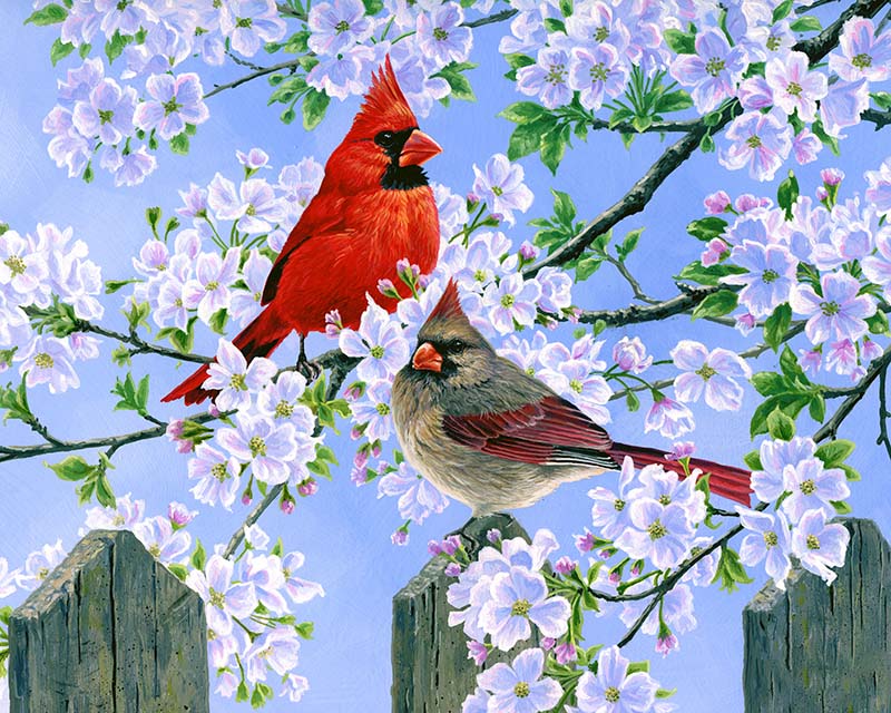 Cardinals