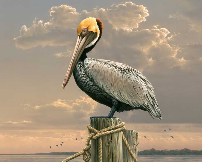 Fashion Pelican painting