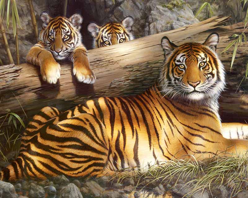 Tiger Family