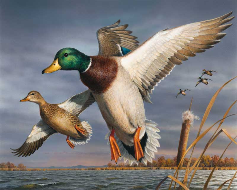 Incoming Mallards