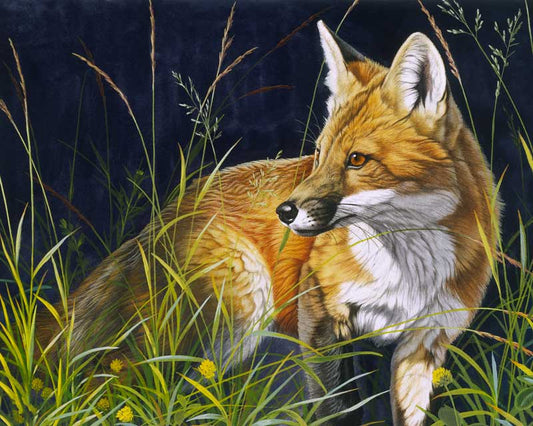 Young Red Fox