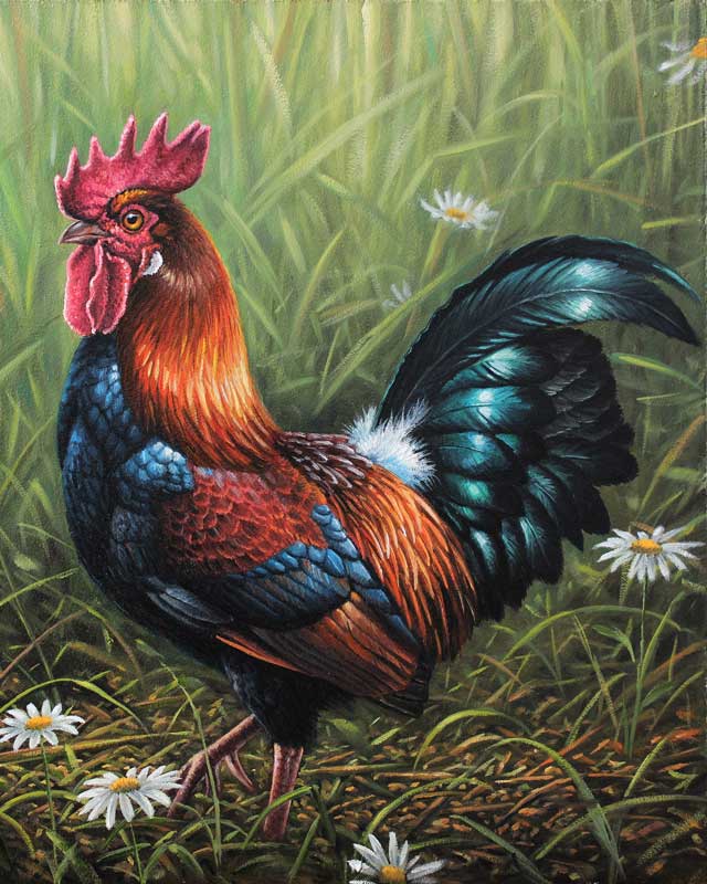 Rhode Island Red Rooster