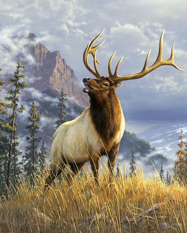 High Mountain Elk
