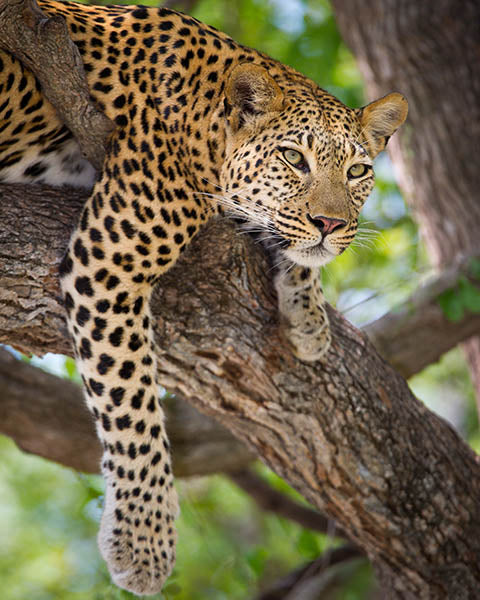 Watching Leopard